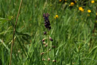 Muscari comosum Kuifhyacint bestellen